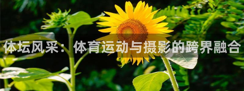 bbin视讯游戏平台：体坛风采：体育运动与摄影的跨界融合