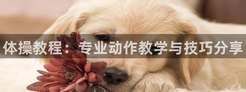 bbin视讯：体操教程：专业动作教学与技巧分享